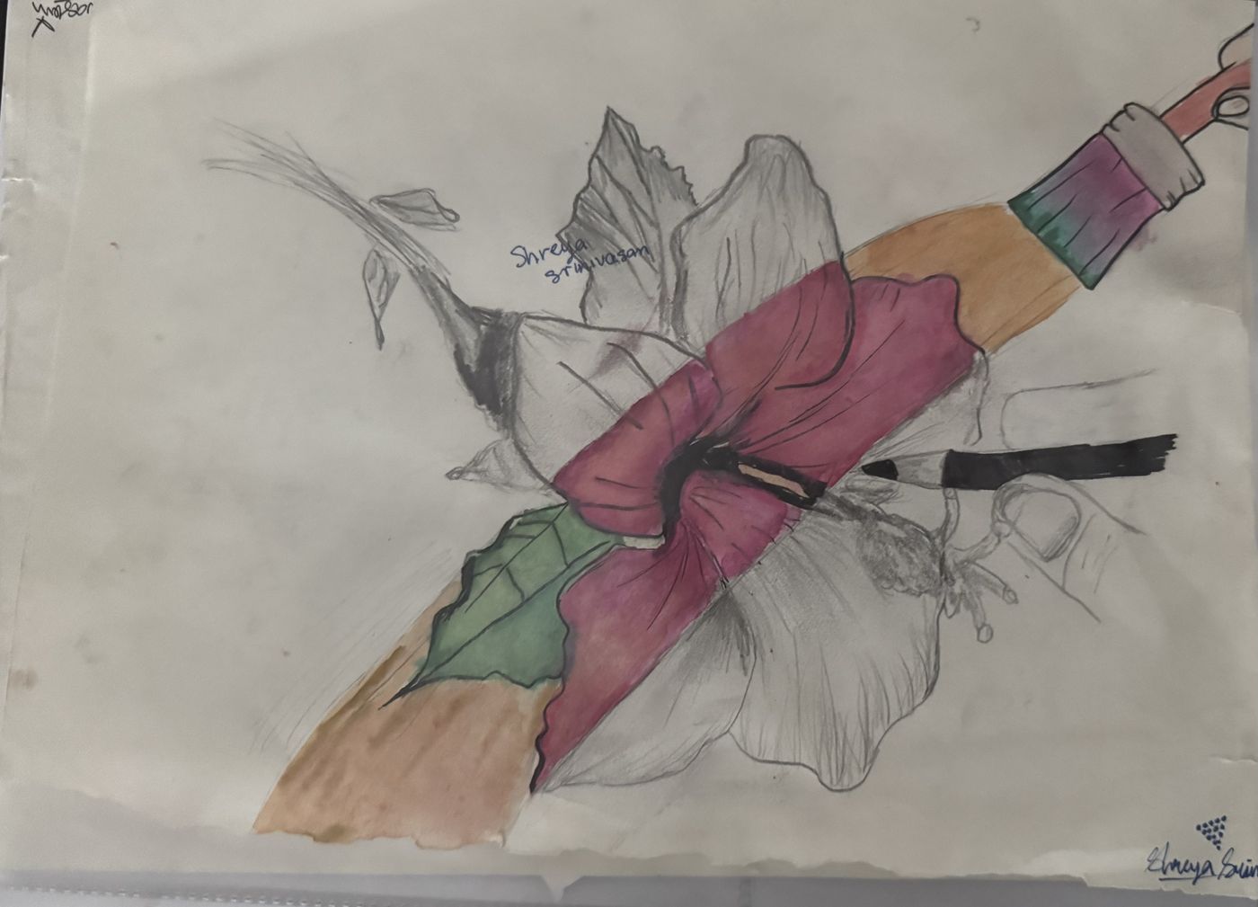 Part-coloured drawing of a hibiscus flower with a paintbrush sweeping colour across it.